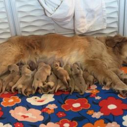Golden Retriever Puppies from ERSA Acres Golden Retrievers...limited registration only offered