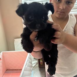 Yorkshire Terrier Puppies from Dream Yorkies