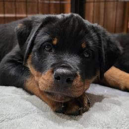 Girl 2 - Black and mahogany female Rottweiler puppy in Edmond, Oklahoma from Noble Oak Rottweilers