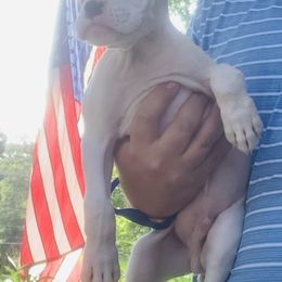 White Male 2 - White Boxer puppy in Mississippi from Gravestown Boxers