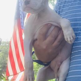 White Male 2 - White Boxer puppy in Mississippi from Gravestown Boxers