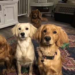 "L to R: Margaux, Phoebe, Wren, Wally behind" Companion Cross All Grown Up from PNW Mini Golden Retrievers