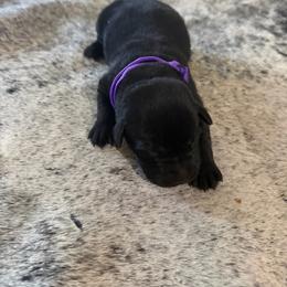 Girl 3 - Black female Labrador Retriever puppy in Monticello, Kentucky from Cody Sullivan