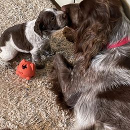 English Springer Spaniel Puppies from Juanita’s Springers