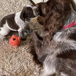 English Springer Spaniel Puppies from Juanita’s Springers