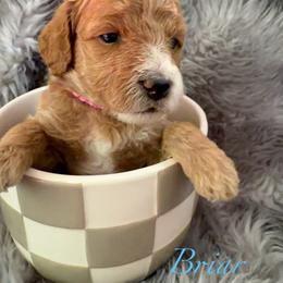 Briar - Red  female Goldendoodle puppy in Boise, Idaho from Goldendoodle Baby