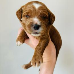 Sunny - Red  female Goldendoodle puppy in Auburn, Indiana from Martin’s Doodles