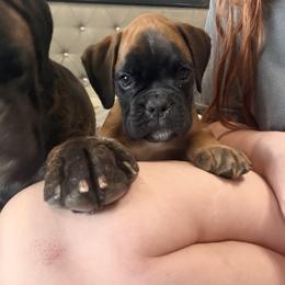Boxer Puppies from Shalyce Pifer