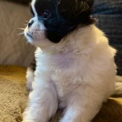 Fatty - Black and white male Japanese Chin puppy in Vernon, Connecticut from Chin Babies