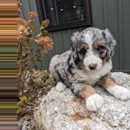 Bella - Blue merle female Bernedoodle puppy in Beach City, Ohio from Blue Cloud Doodles