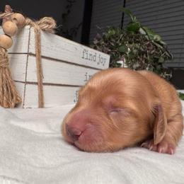 Katniss - Red female Dachshund puppy in Hazlehurst, Georgia from DrakeFire Dachshunds