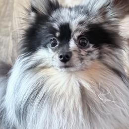 Rocket - Blue merle male Pomeranian puppy in Newport News, Virginia from Itty Bitty Poms