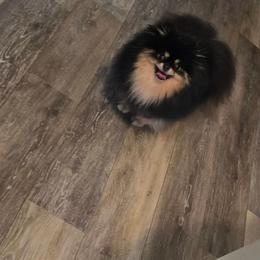 Pomeranian puppies from Layna's Pomeranians & Chihuahuas