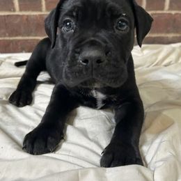 Cane Corso Puppies from Trained To Go Corso Kennels (T.T.G. Corso Kennels)