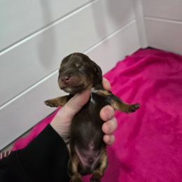 Chocolate and Tan Boy - Chocolate and tan male Dachshund puppy in Fulton, Missouri from New Hope Dachshund Puppies