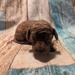 Delilah - Red  female Poodle puppy in New Berlin, New York from Morningstar Poodles
