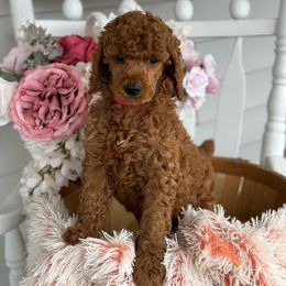 Skittles - Red  Poodle puppy in Dayton, Texas from Wolfe Island Poodles