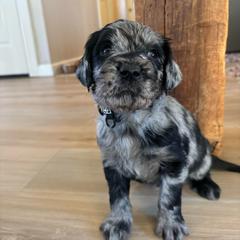 Rowen - Merle male Labradoodle puppy in Alliance, Ohio from Mount Olive Doodles