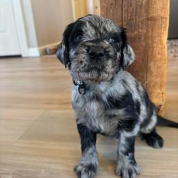 Rowen - Merle male Labradoodle puppy in Alliance, Ohio from Mount Olive Doodles