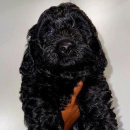 JUNIPER SPICE WILLIS - Black male Goldendoodle puppy in Newark, New Jersey from Westmorelandislandpups