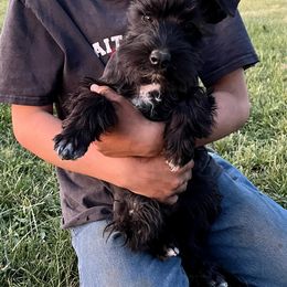 Miniature Schnauzer Puppies from Winona Schnauzers