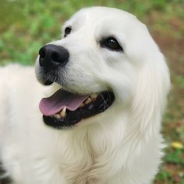 Bai - Golden Retriever