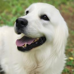 Bai - Golden Retriever