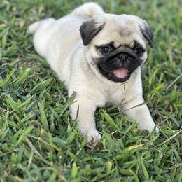 Purple female - Fawn female Pug puppy in Baylis, Illinois from Cameo's Pugs