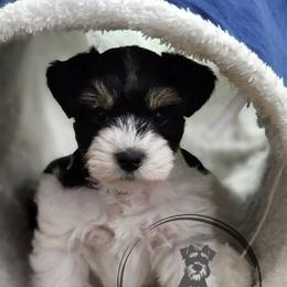 Sweet boy - Parti male Miniature Schnauzer puppy in Trinity, Alabama from C&E'S Schnauzers