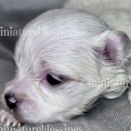 Biewer Terriers, Miniature Schnauzers, Morkies, and Yorkshire Terriers from Blue Ridge Mountain Puppies