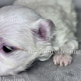 Biewer Terriers, Miniature Schnauzers, Morkies, and Yorkshire Terriers from Blue Ridge Mountain Puppies