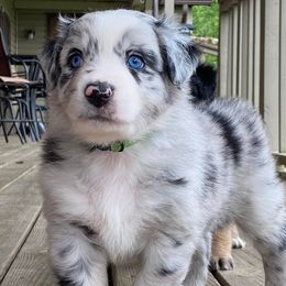 Australian Shepherds from CNV Aussies