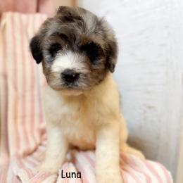 Luna - Merle female Labradoodle puppy in Grove, Oklahoma from Guinn Family Farms