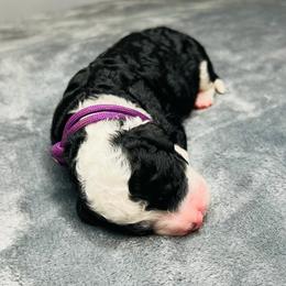 Raina- Female Reservation 7 - Black and white female Sheepadoodle puppy in Spokane, Washington from Downriver Doodles