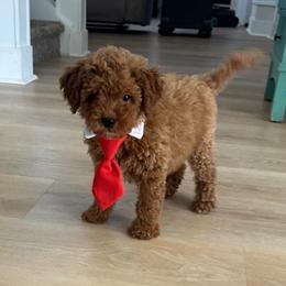 Coco - Red  male Goldendoodle puppy in Charlotte, North Carolina from Barkins and Company