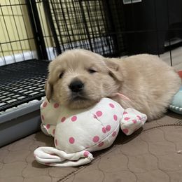 Golden Retriever Puppies from Jms Goldens