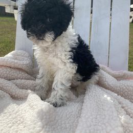 Girl 1 - Cockapoo puppy in Bethlehem, Georgia from Darling Doodles