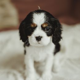 Cavalier King Charles Spaniel and Cavapoo Puppies from The Cav Family