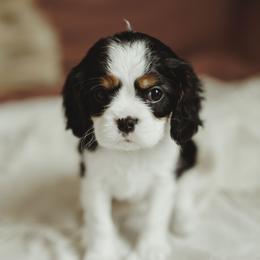 Cavalier King Charles Spaniel and Cavapoo Puppies from The Cav Family