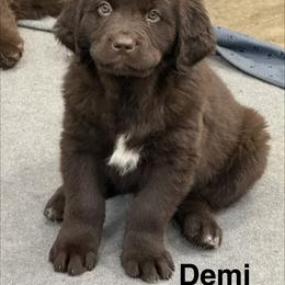 Demi - Brown female Newfoundland puppy in Goodhue, Minnesota from Claypits Newfoundlands