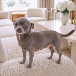Naomi - Chihuahua
