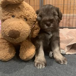 Miniature Schnauzer Puppies from Magnolia Schnauzers