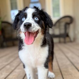 Murdock - Black tri male Miniature Australian Shepherd puppy in Cleveland, Texas from Akasta Aussies