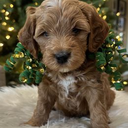 Boy gray - Goldendoodle puppy from Tails and Trails Doodles
