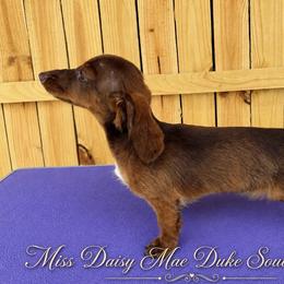 Daisy Mae - Dachshund