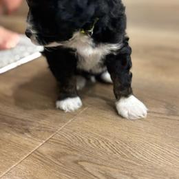 Stuart - Tri-color male Bernedoodle puppy in Venice, Florida from Sixlittles and Bernedoodles