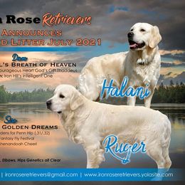 Golden Retriever Puppies from Iron Rose Retrievers
