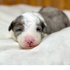 Dasher - male Australian Mountain Doodle puppy in Sterling, Colorado from North 40 Doodles