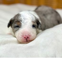 Dasher - male Australian Mountain Doodle puppy in Sterling, Colorado from North 40 Doodles