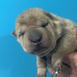 Autumn - Red fawn female Chinese Shar-Pei puppy in China, Michigan from Blackwitch Farms